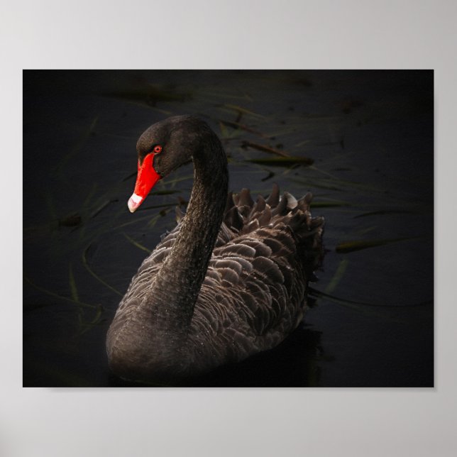 Poster Beauté noire (Devant)