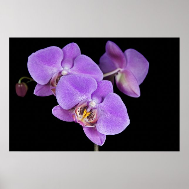 Poster Beauté tropicale (Devant)