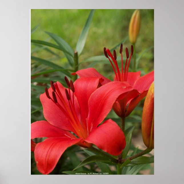 Poster beauté vibrante - par W. Michael Ley - ... (Devant)