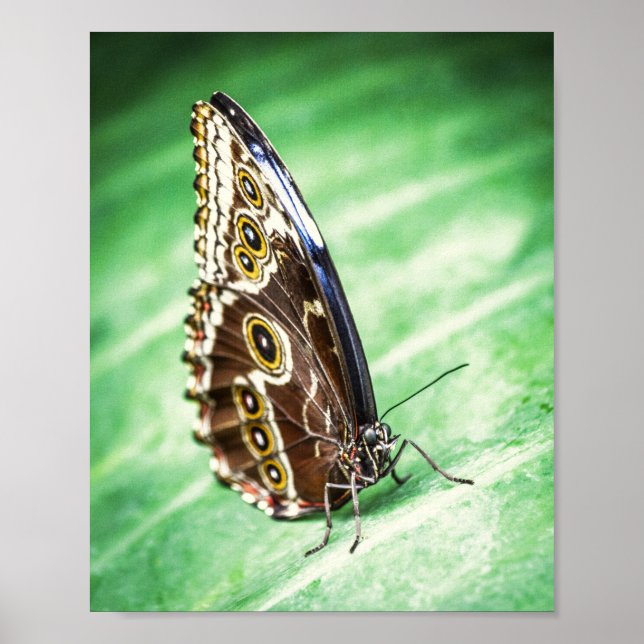 Poster Beautiful Butterfly Insects Archival Fine Art (Devant)