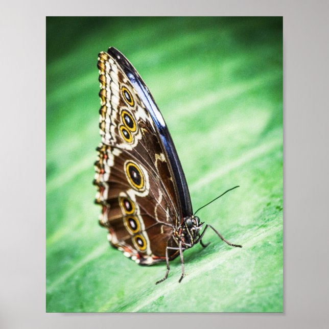Poster Beautiful Butterfly Insects Archival Fine Art (Devant)