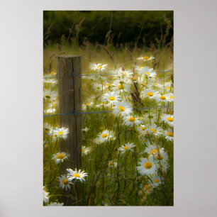 Poster Beautiful Large Daisies Poster/Print