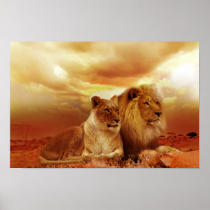 Poster Beautiful lion couple