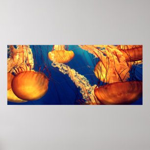 Poster Beautiful Marine Life: Golden Jellyfish