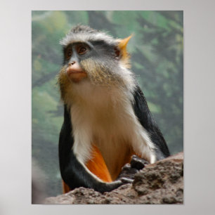 Poster Beautiful Monkey Portrait Profile