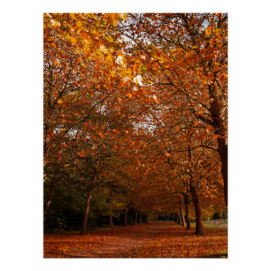 Poster Beaux arbres automnaux