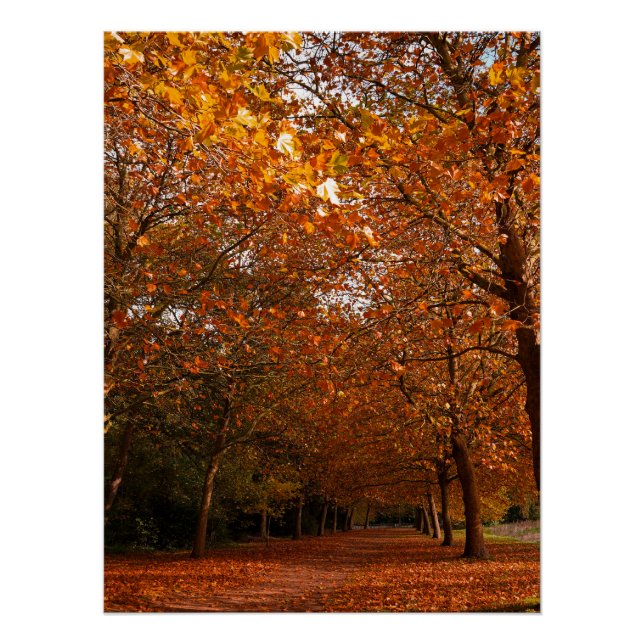 Poster Beaux arbres automnaux (Devant)