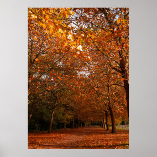 Poster Beaux arbres d'automne