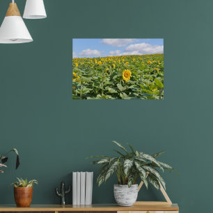 Poster Beaux champs de tournesols par jour ensoleillé