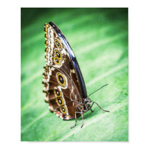 Beaux Papillons Insectes Archivage Beaux-Arts