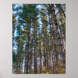 Poster Beaux Pins