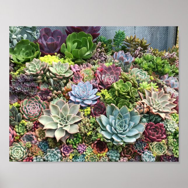 Poster Beaux succulents (Devant)