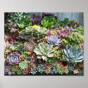 Poster Beaux succulents