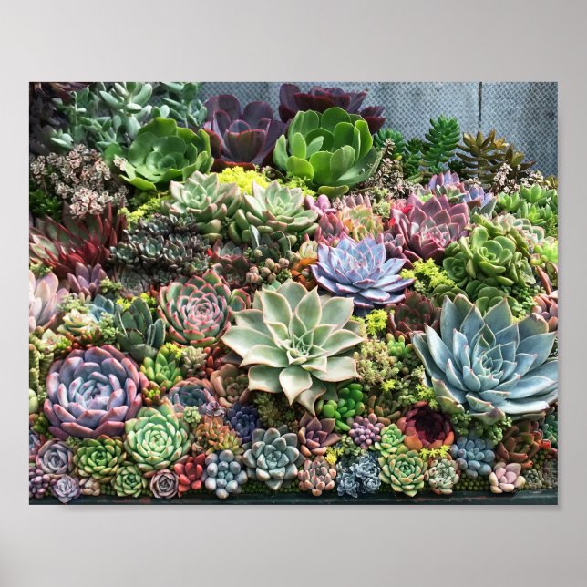 Poster Beaux succulents (Devant)