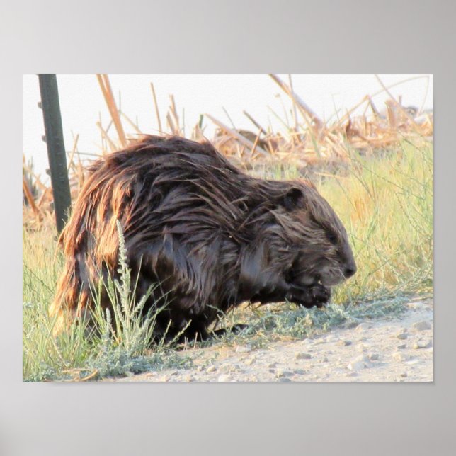 Poster Beaver (Devant)