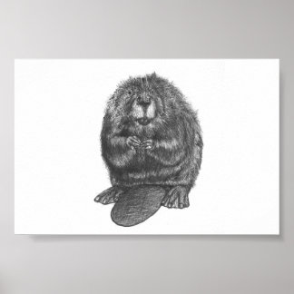 Poster Beaver