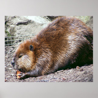 Poster Beaver