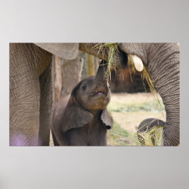 Poster Bébé