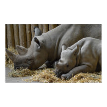 Poster bébé
