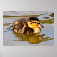 Bébé adorable canard dans l'étang
