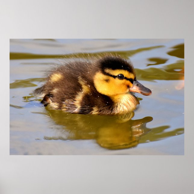 Poster Bébé adorable canard dans l'étang (Devant)
