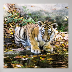 Poster Bébé adorable Tiger Cub