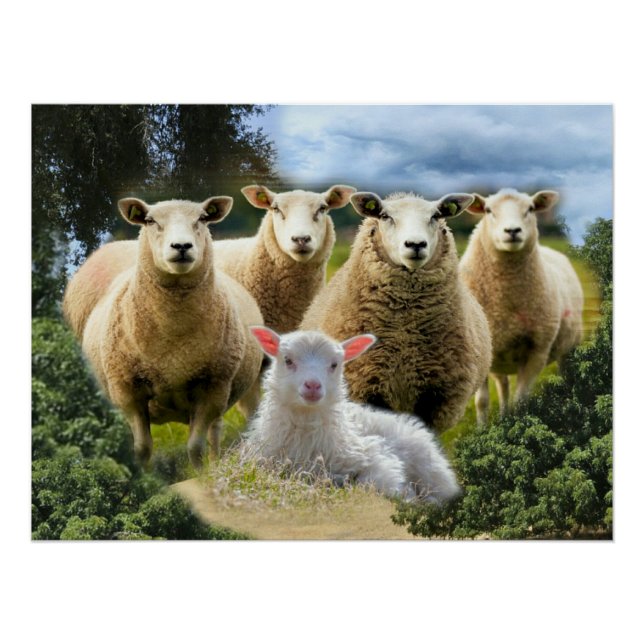 Poster Bébé agneau mouton troupeau troupeau troupeau (Devant)
