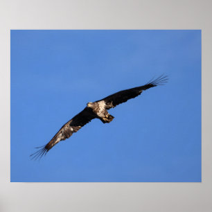 Poster Bébé Aigle de South Jersey !