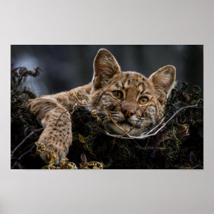 Poster Bébé Bobcat allongé dans l'arbre