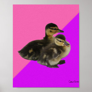 Poster Bébé Canards sur framboise rose et sorbet pourpre