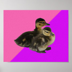 Poster Bébé Canards sur framboise rose et sorbet pourpre