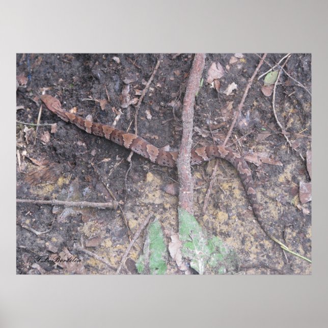 Poster Bébé Cottonmouth Moccasin (Devant)