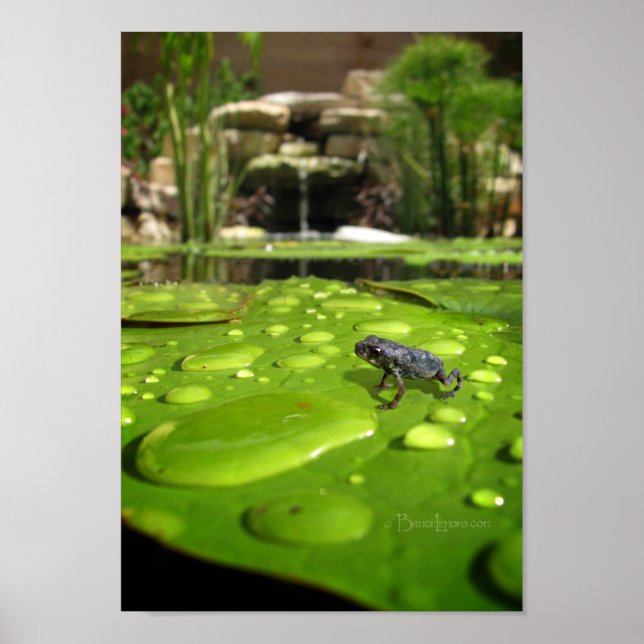 Poster Bébé crapaud dans l'étang (Devant)