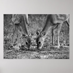 Poster Bébé Deer Grazing Art photographique Imprimer