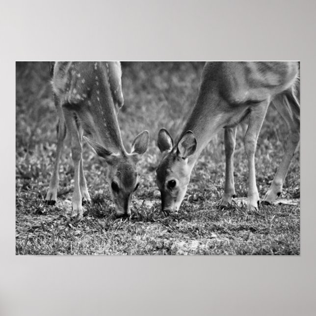 Poster Bébé Deer Grazing Art photographique Imprimer (Devant)
