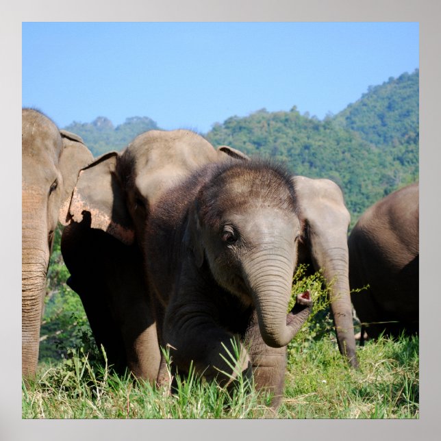 Poster Bébé éléphant (Devant)