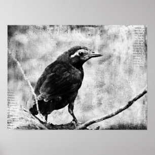 Poster Bébé Grackle