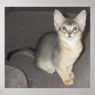 Poster Bébé grand oeil oreille grand Abyssinian bleu mâle