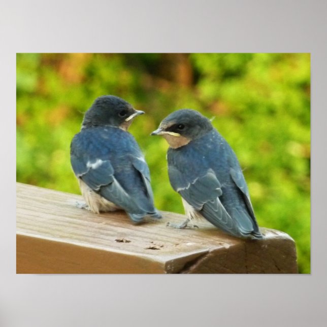 Poster Bébé Grange hirondelle Nature Oiseau Photographie (Devant)