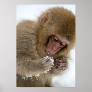 Poster Bébé Japonais Macaque   Singe des neiges