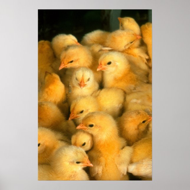 Poster Bébé Jaune Chicks (Devant)