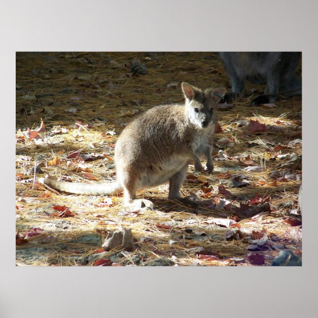 Poster bébé kangourou (Devant)