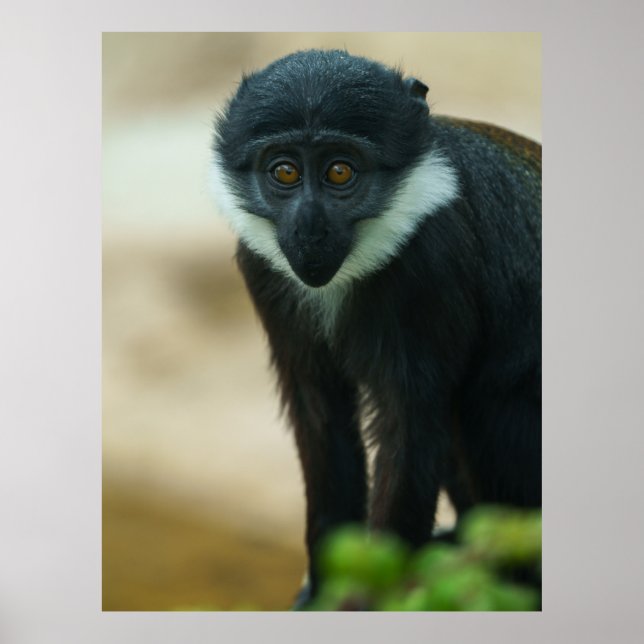 Poster Bébé L’Hoest Monkey (Devant)