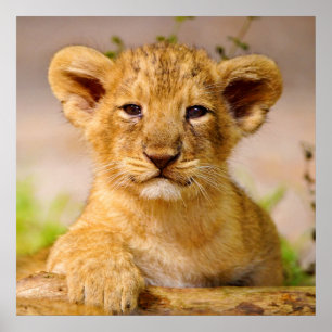 Poster Bébé Lion Cub
