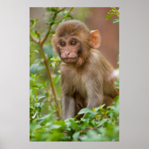 Poster Bébé Macaque Rhésus, Temple du Singe, Jaipur