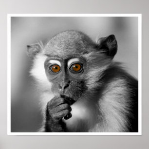 Poster Bébé Mangabey Singe