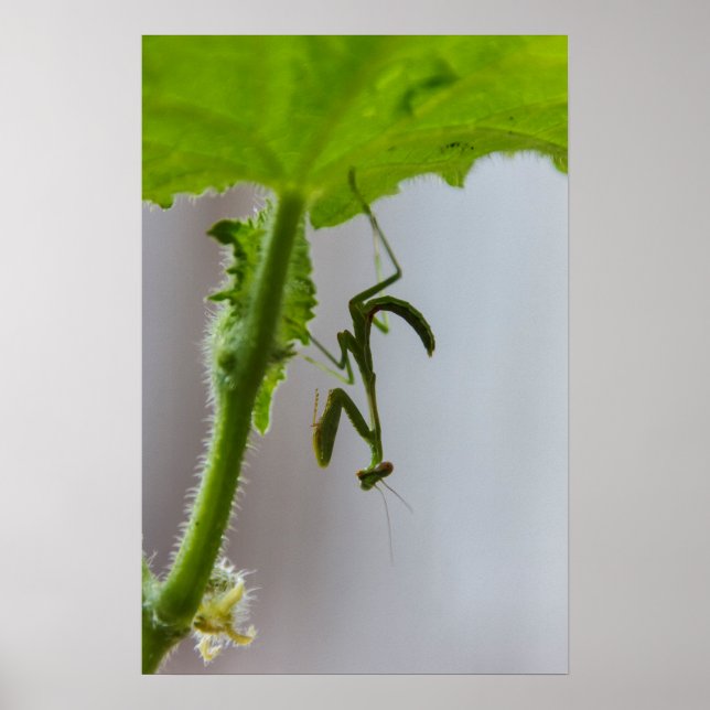 Poster Bébé mante en prière (Devant)