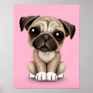 Poster Bébé mignon Carlin Chien chiot sur rose