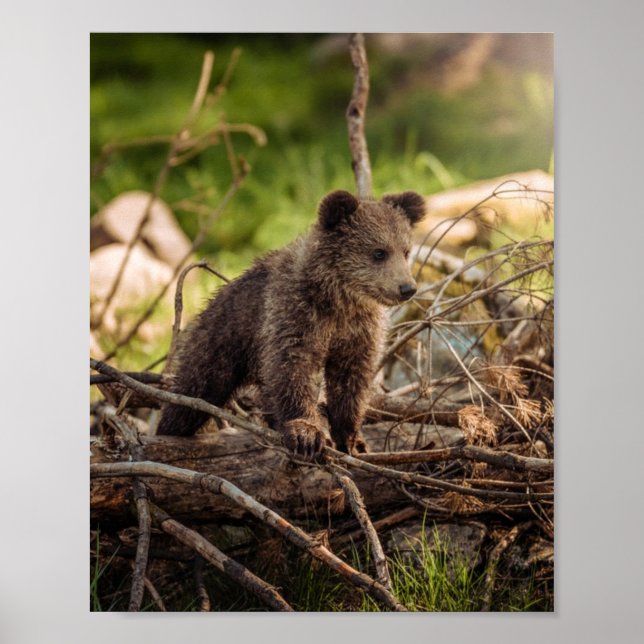 Poster Bébé mignon Ours en Bois (Devant)