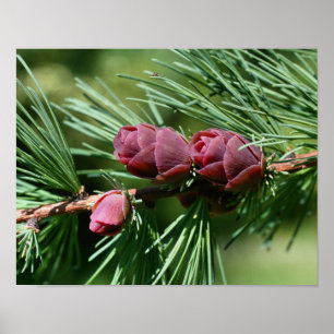 Poster Bébé Miniature Pine Cônes Nature